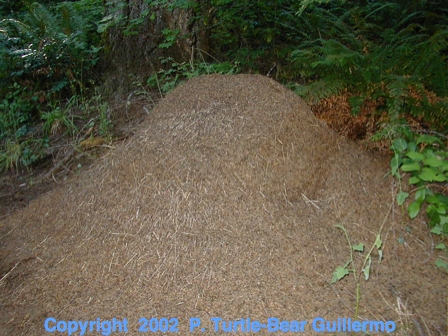 Full Size Image = 213 K