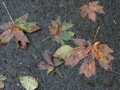 Fall Leaves