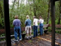 Viewing the Creek