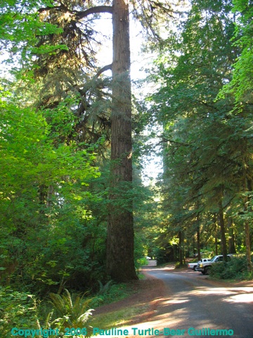 Tall Tree