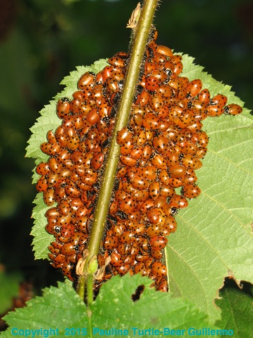 Full Size Image = 1106 K