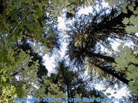 Full Size Image = 203 K