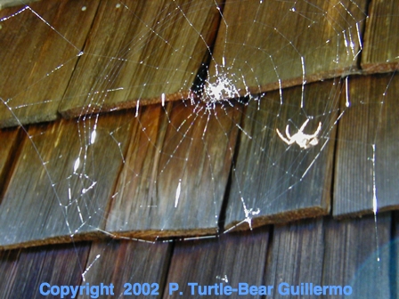 Full Size Image = 207 K