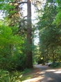 Tall Tree